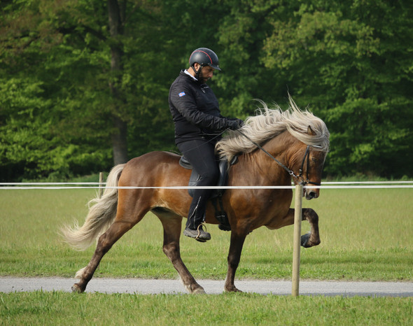 Tölt // Bitte nicht kopieren, mein Pferd!!! - (Pferde, reiten, Turnier)