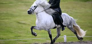 Pass - (Pferde, reiten, Turnier)
