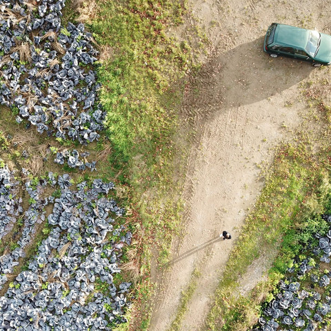 - (fliegen, Drohne, dji)