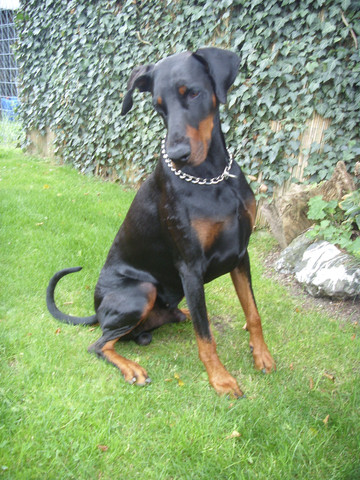 SO! Genau SO! Soll ein Dobermann aussehen - (Tiere, Hund, Dobermann)