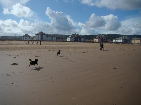 Hunde In Bewegung Fotografieren Hund Foto Fotografie