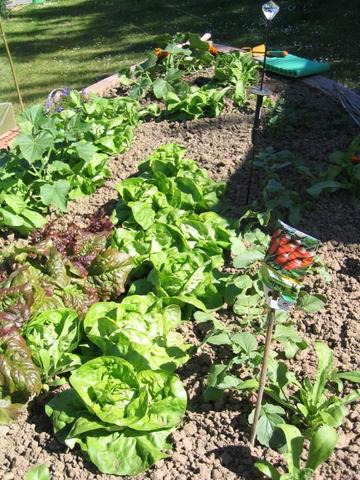 Salatbar ohne Ehec - (Pflanzen, Garten, Natur)