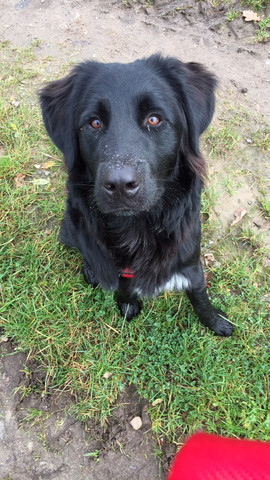 Aussiedor Fur Uns Geeignet Hund Labrador Australian Shepherd