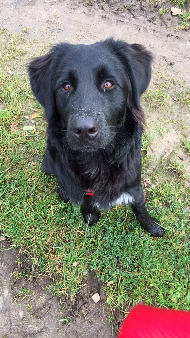 Aussiedor für uns (Hund, Labrador, australianshepherd)