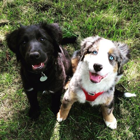 Mit 3 Monaten :)  - (Hund, Labrador, Australian Shepherd)