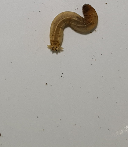 Welcher Wurm ist das im Wassernapf vom Kanickel? (Tiere, Garten, Würmer)