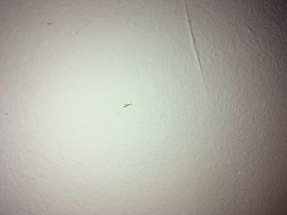 - (Tiere, Insekten, Schädlinge)