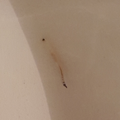 Winziger, weisser Wurm im Syphon / Abfluss des WC's? Was kann das sein