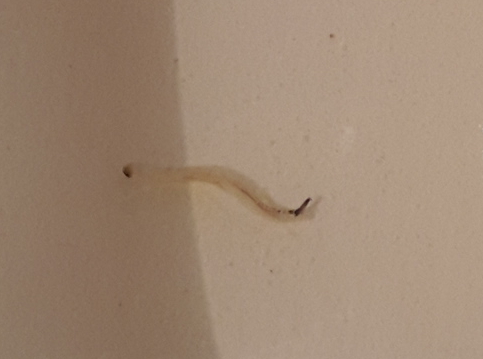 Winziger, weisser Wurm im Syphon / Abfluss des WC's? Was kann das sein