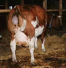 Kalb geburt - (Tiere, Darm, Anatomie)
