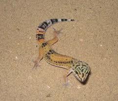 Ein Leopardgecko - (Tiere, Haustiere)