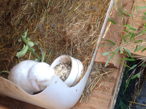 Kaninchen Wanne gegen Urin auf Holz - (Tiere, Kaninchen, Stall)