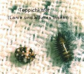Teppichkäfer - Larve und Adult - (Tiere, Kleidung, Insekten)