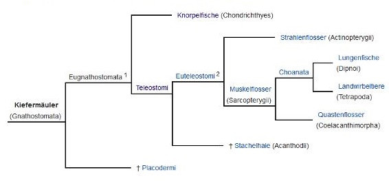 Phylogenie; Kiefermäuler (Quelle: Wikipedia) - (Tiere, Biologie, Fische)