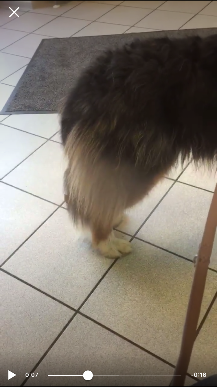 Rute beim Hund hängt? (Gesundheit und Medizin, krank)