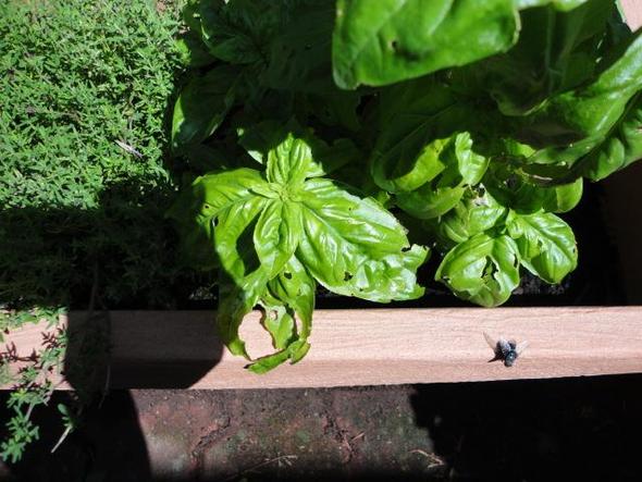 Balsilikum Loch - (Pflanzen, Insekten, Ungeziefer)