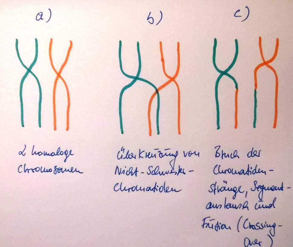 Kann mir jmd. inter- und intrachromosomale Rekombination einfach