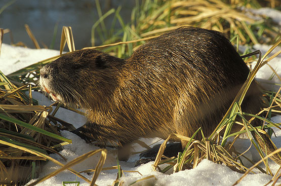 - (Gesundheit und Medizin, Tiere, Nager)