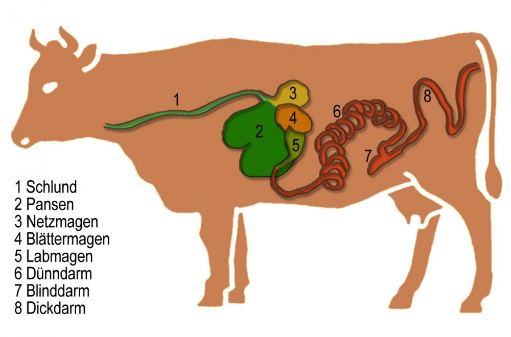 Was hat es für einen Sinn, dass Kühe sieben Mägen haben? (Tiere, Magen, Kuh) Was hat es für einen Sinn, dass Kühe sieben Mägen haben? (Tiere, Magen, Kuh)