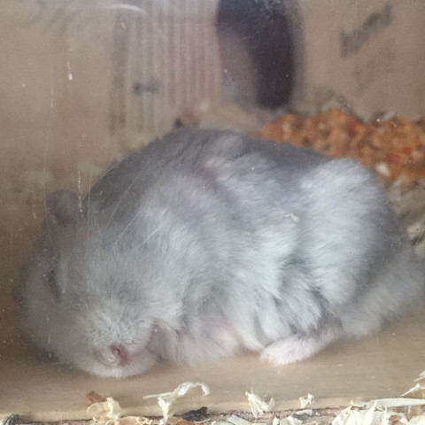 Da schläft er - (Hamster, Zwerghamster, Dsungarischer)