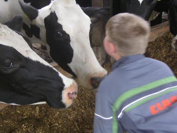 Kuh will Jungen sauber lecken - (Tiere, Haare, Bedeutung)
