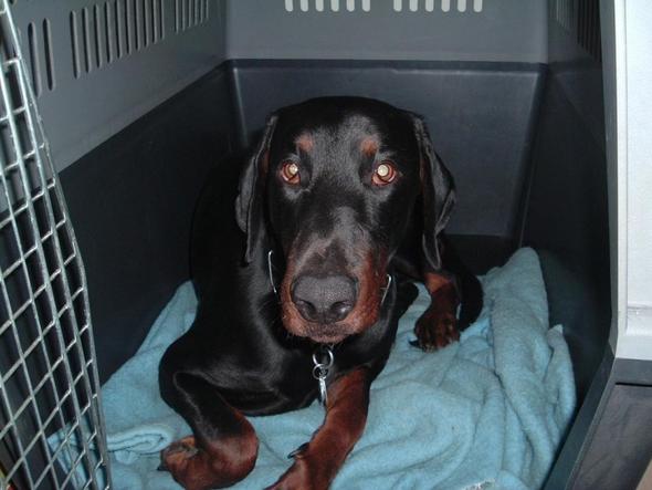 hannibal in seiner heiß geliebten box. gerade beim schlafen gestört, so sieht de - (Tiere, Hund)