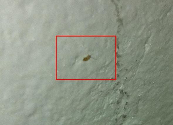 Kleine beige Käfer, 1mm, springen (Insekt) (Insekten, Kaefer)