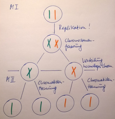 DNA Bio? (Schule, Biologie, chromosomen)