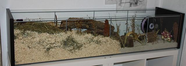 Kleiderschrank Ikea Aspelund Weiß ~ Perfekter hamsterkäfig (Hamster) Kleiderschrank Ikea Aspelund Weiß ~ Perfekter hamsterkäfig (Hamster)