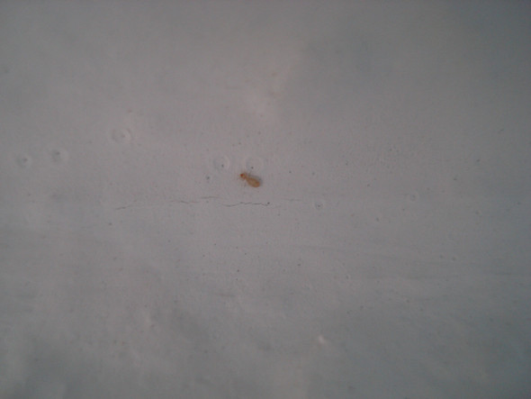 Kleine Tiere Am Fenster Welche Sind Es Und Wie Bekomme Ich Sie