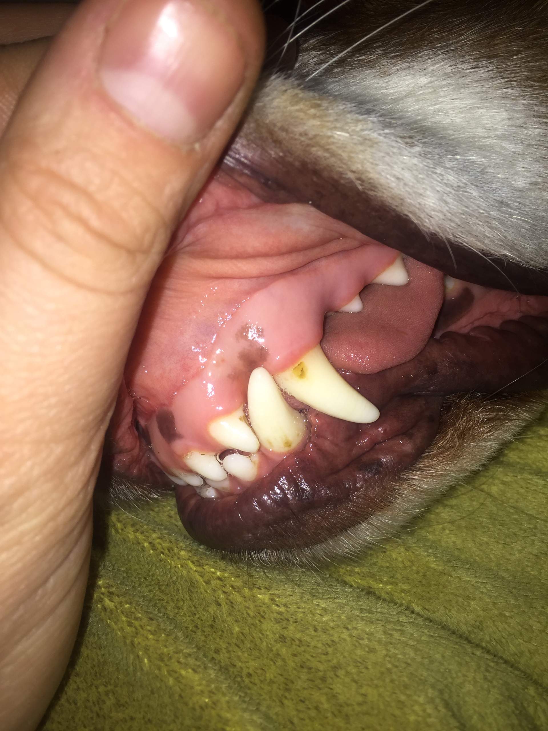 Zahnstein entfernung beim Hund, hat jemand Erfahrung? (Gesundheit und