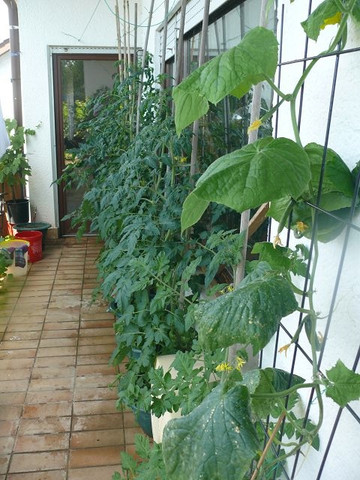  - (Gemüse, Balkon, Terrasse)
