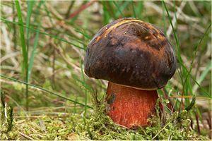 Schusterpilz (wikipedia) - (Pilze, Sorten)