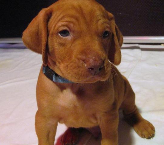 Hunderasse herausfinden (Hund, Welpen)