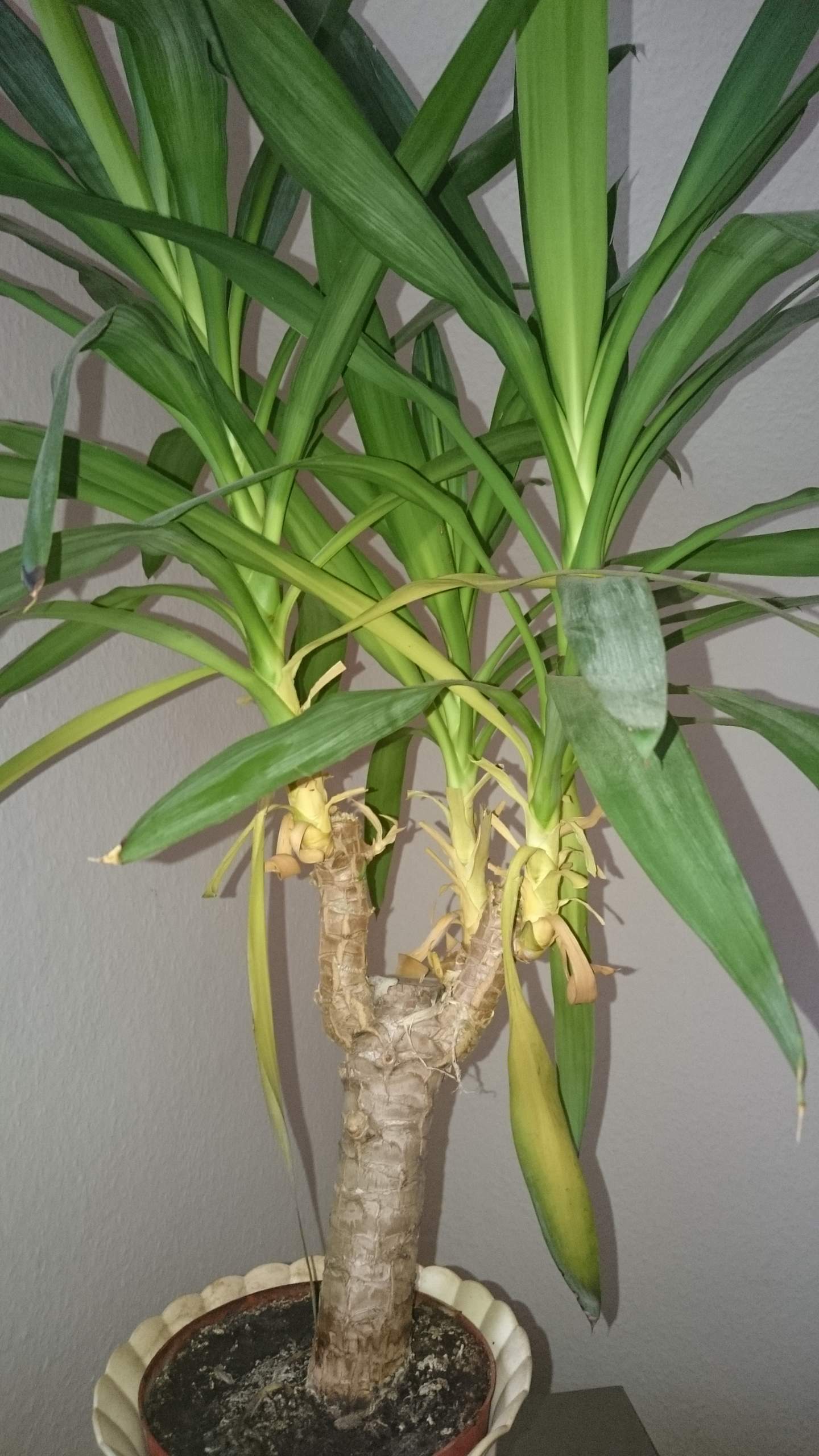 Meine Yucca Palme hat braune Stellen, weshalb? (Pflanzen, Pflege)