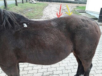 rückenform - bild von marvyn - (Pferd, Rücken, Anatomie)
