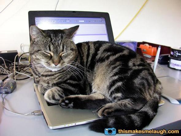 Noch eine Katze auf dem PC - (Katze, Erziehung)