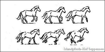 Linksgalopp: die linken Vorder- und Hinterbeine greifen weiter vor - (Pferd, Reiten, Galopp)