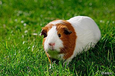Meerschweinchen - (Tiere, Haustiere)