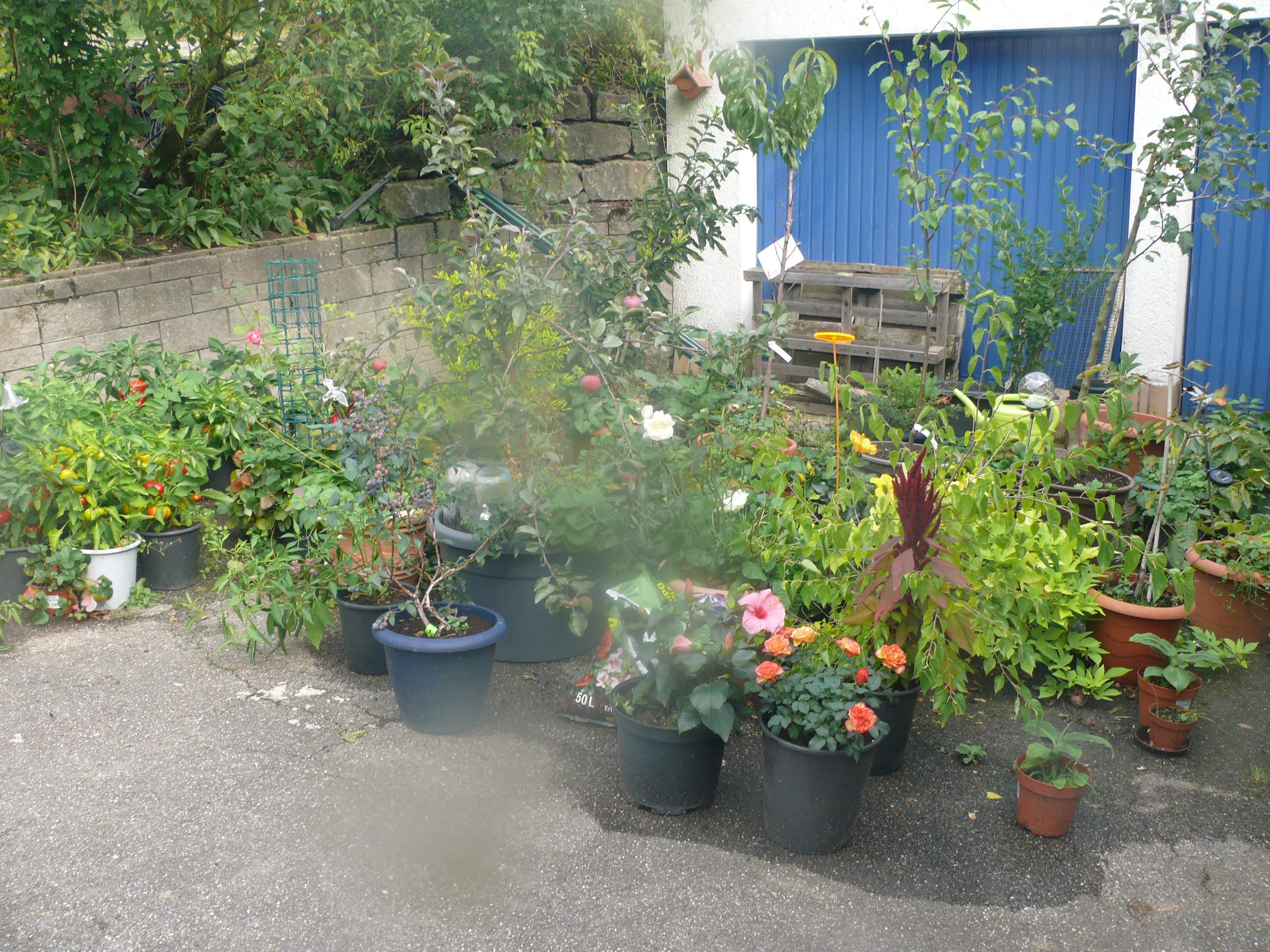 Was tun gegen Regenwürmer im Blumentopf? (Tiere, Garten, Zimmerpflanzen)