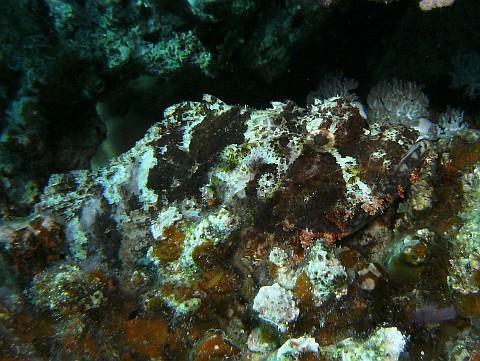 Drachenkopf - 7 Meter Tiefe - Blue Hole - (Fische, schwimmen, Gift)