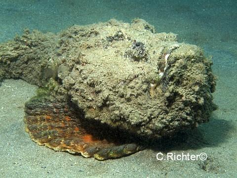 Steinfisch -  normalerweise sehr gut getarnt - 3-4 M Tiefe - El Qusier - (Fische, schwimmen, Gift)