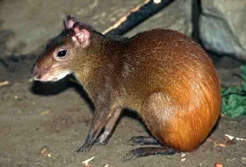 Aguti - (Tiere, Nagetiere, Mexiko)