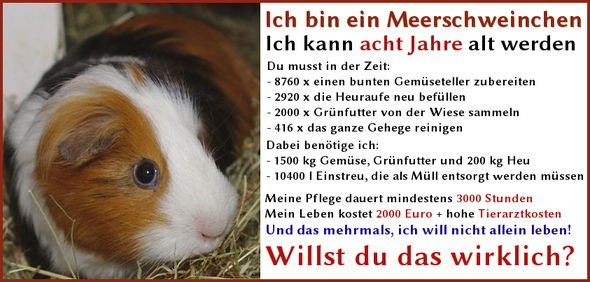 Wie Viel Kosten Zwei Meerschweinchen Tiere