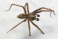 Was für eine Spinne habe ich im Zimmer? (Spinnen, Ungeziefer)