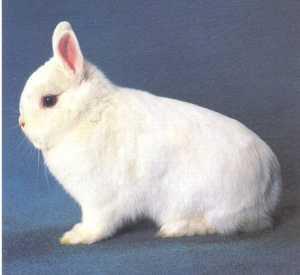 Ein Hermelinkaninchen - (Tiere, Größe, Kaninchen)