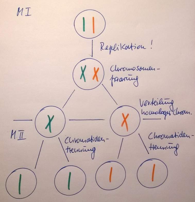 Meiose : Wie kommt man auf 46 Chromosomen wenn am ende der meiose nur ...