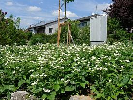 - (Tiere, Garten, Natur)