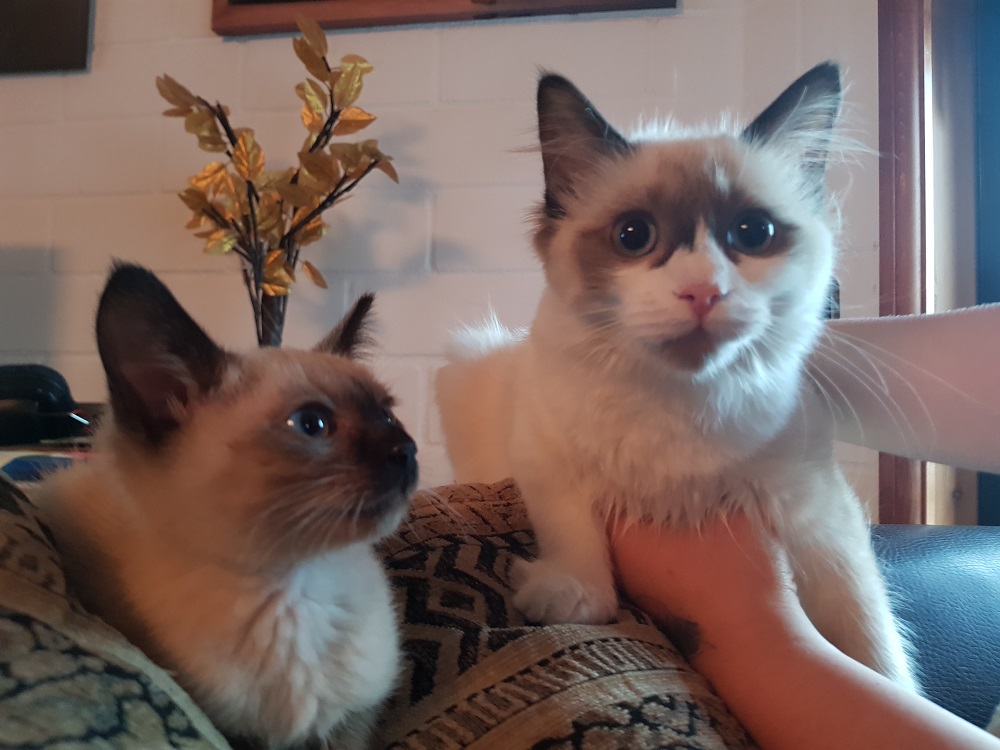 Wie sind Ragdoll-Katzen? (Haustiere)