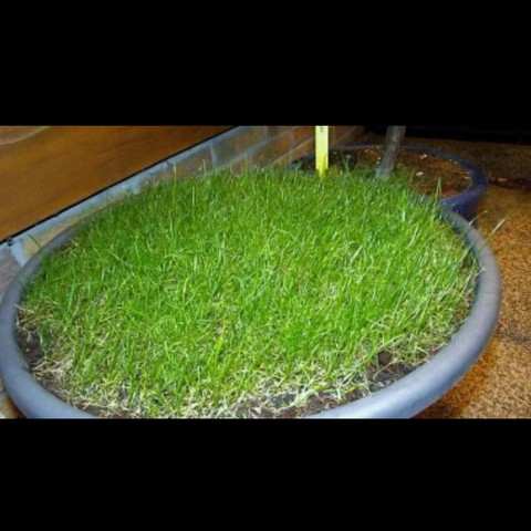 welpe wie stubenrein ohne garten wiese 5min entfernt tiere hund haus